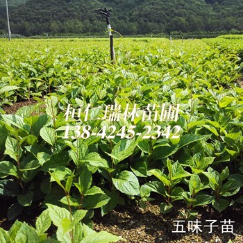 北五味子苗一二年生遼五味子苗