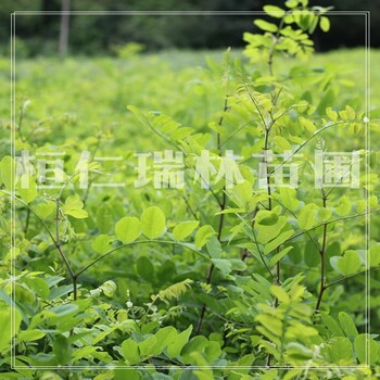 遼寧刺槐小苗，刺槐樹苗價(jià)格，刺槐苗基地
