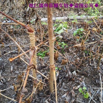 瑞林刺老包苗,1-40cm刺嫩芽苗价格实惠
