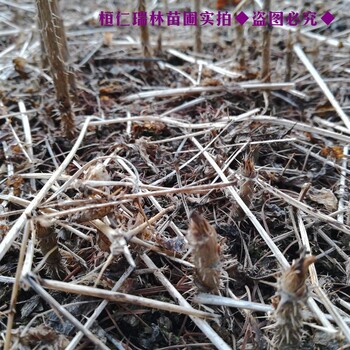瑞林刺老芽苗,陕西30公分以上刺嫩芽苗品质优良