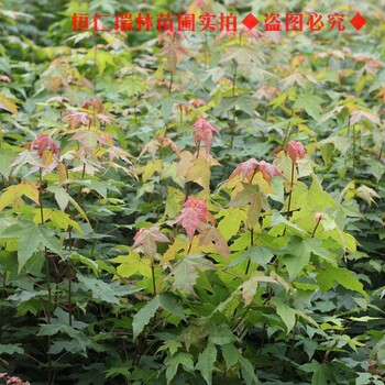 五角楓苗，九角楓苗，元寶楓樹苗