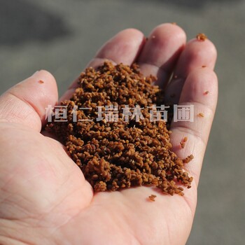 刺老包種子、烏龍頭種子批發(fā)、刺老包苗基地