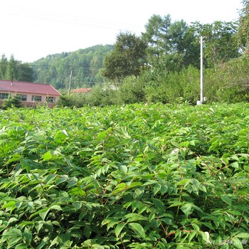 黃柏苗，一年生黃柏樹(shù)苗，遼寧黃柏小苗批發(fā)
