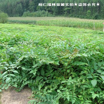 瑞林苗圃刺老芽苗,吉林長(zhǎng)春瑞林苗圃刺嫩芽苗廠家