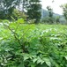 瑞林刺老包苗,寧夏1-40cm瑞林苗圃刺嫩芽苗量大從優