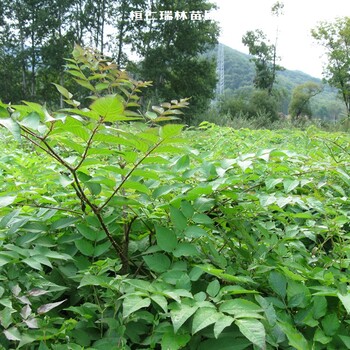 瑞林刺老包苗,宁夏1-40cm瑞林苗圃刺嫩芽苗