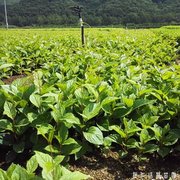 瑞林苗圃北五味子苗,陜西商洛一年生五味子苗服務(wù)