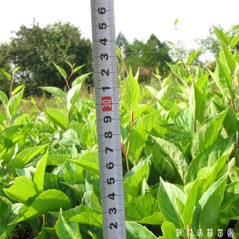 瑞林苗圃五味子树苗,黑龙江鹤岗一年生五味子苗批发价格