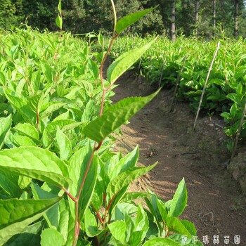 桓仁瑞林苗圃五味子苗