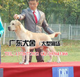深圳哪里有卖拉布拉多幼犬深圳市什么地方有正规狗场图片