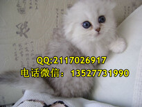 广州哪里有卖金吉拉猫广州金吉拉猫一只多少钱图片1
