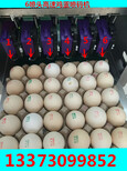 惠州市鸡蛋喷码机厂家科力普全天候服务广大客户图片0