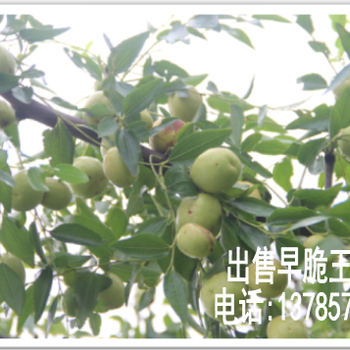早脆王棗與冬棗區(qū)別，貴州可以種早脆王棗嗎，哪里出售早脆王棗苗