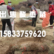 出售酸枣种子(抗旱)内蒙周边图片