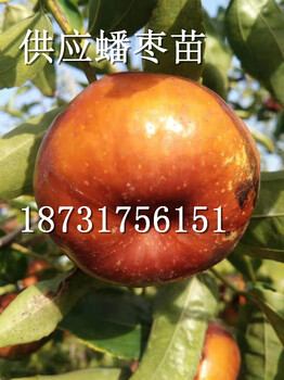 山西蟠棗多少錢一斤？山西大規(guī)格蟠棗苗多少錢一顆？