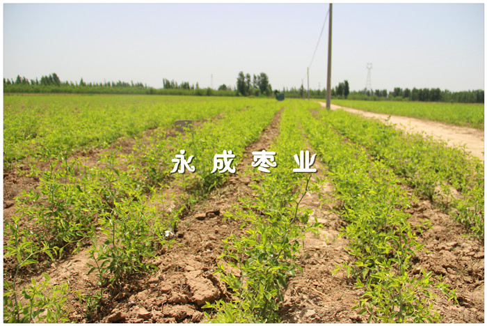 酸枣苗