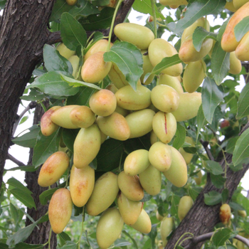 出售高產(chǎn)馬牙棗苗《抗旱優(yōu)良品種》