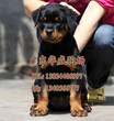 广州哪里有卖罗威纳狗纯种德系罗威纳幼犬大型犬罗威纳图片