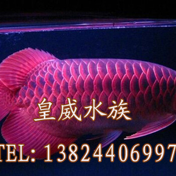 福建哪里有賣龍魚紅色龍魚好養(yǎng)嗎在福建哪里買龍魚比較有保障