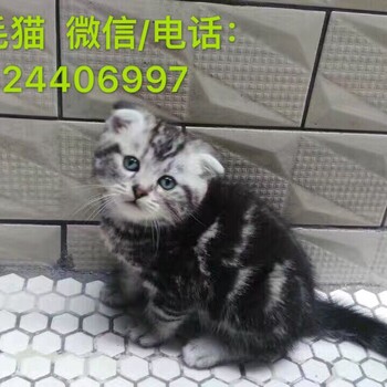 广州哪里有卖纯种美国短毛猫广州短毛猫一只多少钱
