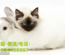布偶猫多少钱一只哪里有出售布偶猫纯种有血统签协图片