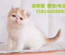 广州天河哪里有卖宠物猫宠物猫有哪些品种加菲猫价格