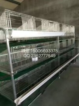 蛋鸭自动养殖设备	潍坊蛋鸭笼子山东笼养蛋鸭