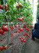 哪里的西红柿种子果皮厚、耐运输？？荷兰进口-点这里咨询