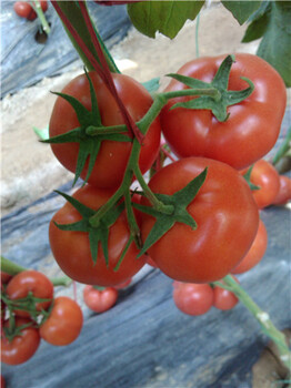 大红番茄种子零售、以色列番茄种子批发晨宏种业更！！！