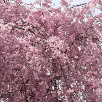 樱花树苗，樱花价格，樱花基地，山东泰安樱花