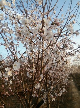 阳光樱价格-山东泰安阳光樱种植基地