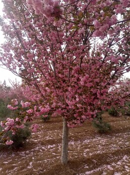 山东樱花价格