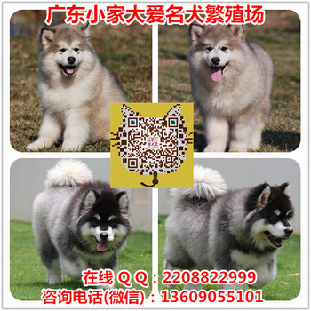 广州阿拉斯加雪橇犬好不好养广州雪橇犬幼仔怎么卖