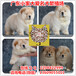  How about Guangzhou Chow Chow Chow Chow Chow Chow Chow Chow Chow