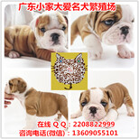 英国斗牛犬图片广州纯种英斗犬一只多少钱哪里有卖英斗犬图片1