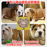广州哪里有纯种英国斗牛犬价格多少钱英斗犬图片图片3