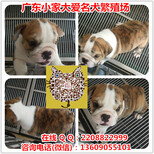广州哪里有纯种英国斗牛犬价格多少钱英斗犬图片图片5