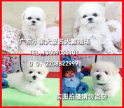 广州哪里有卖纯种比熊犬正规狗场有售后保健康包养活图片5