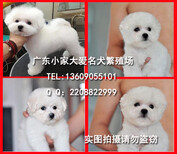 广州哪里有卖纯种比熊犬正规狗场有售后保健康包养活图片4