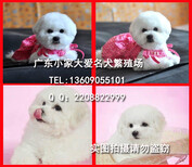 广州哪里有卖纯种比熊犬正规狗场有售后保健康包养活图片3