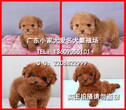 广州哪里有卖纯种泰迪犬正规狗场有售后保健康包养活图片
