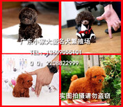 广州泰迪犬价格泰迪犬多少钱泰迪熊犬图片图片0