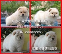 广州什么地方有松狮犬出售纯种健康的松狮犬哪里有多少钱