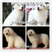 深圳纯种大白熊犬哪里有出售深圳大白熊犬多少钱可以买到