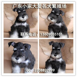纯种雪纳瑞幼犬，椒盐灰色雪纳瑞宠物狗出售图片3