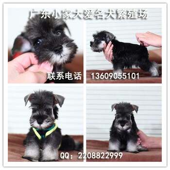 广州迷你雪纳瑞幼犬多少钱一只广州市内哪里有卖雪纳瑞犬