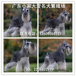 纯种雪纳瑞幼犬，椒盐灰色雪纳瑞宠物狗出售图片5