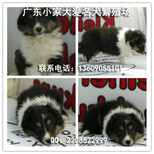 广州哪里有卖喜乐蒂犬纯种喜乐蒂价格多少喜乐蒂图片图片5
