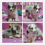 广州哪里有卖喜乐蒂犬纯种喜乐蒂价格多少喜乐蒂图片图片4