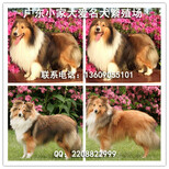 广州哪里有卖喜乐蒂犬纯种喜乐蒂价格多少喜乐蒂图片图片0